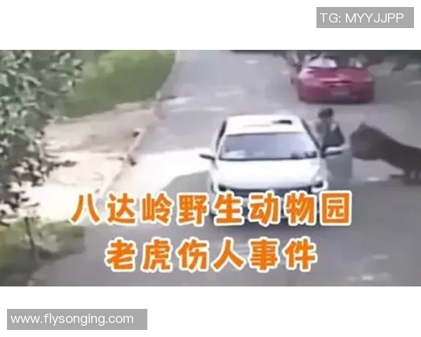 惊悚!昆明动物园女孩与老虎合照时被猛兽咬伤致死(昆明动物园东北虎被咬死) 惊悚!昆明动物园女孩与老虎合照时被猛兽咬伤致死(昆明动物园东北虎被咬死)